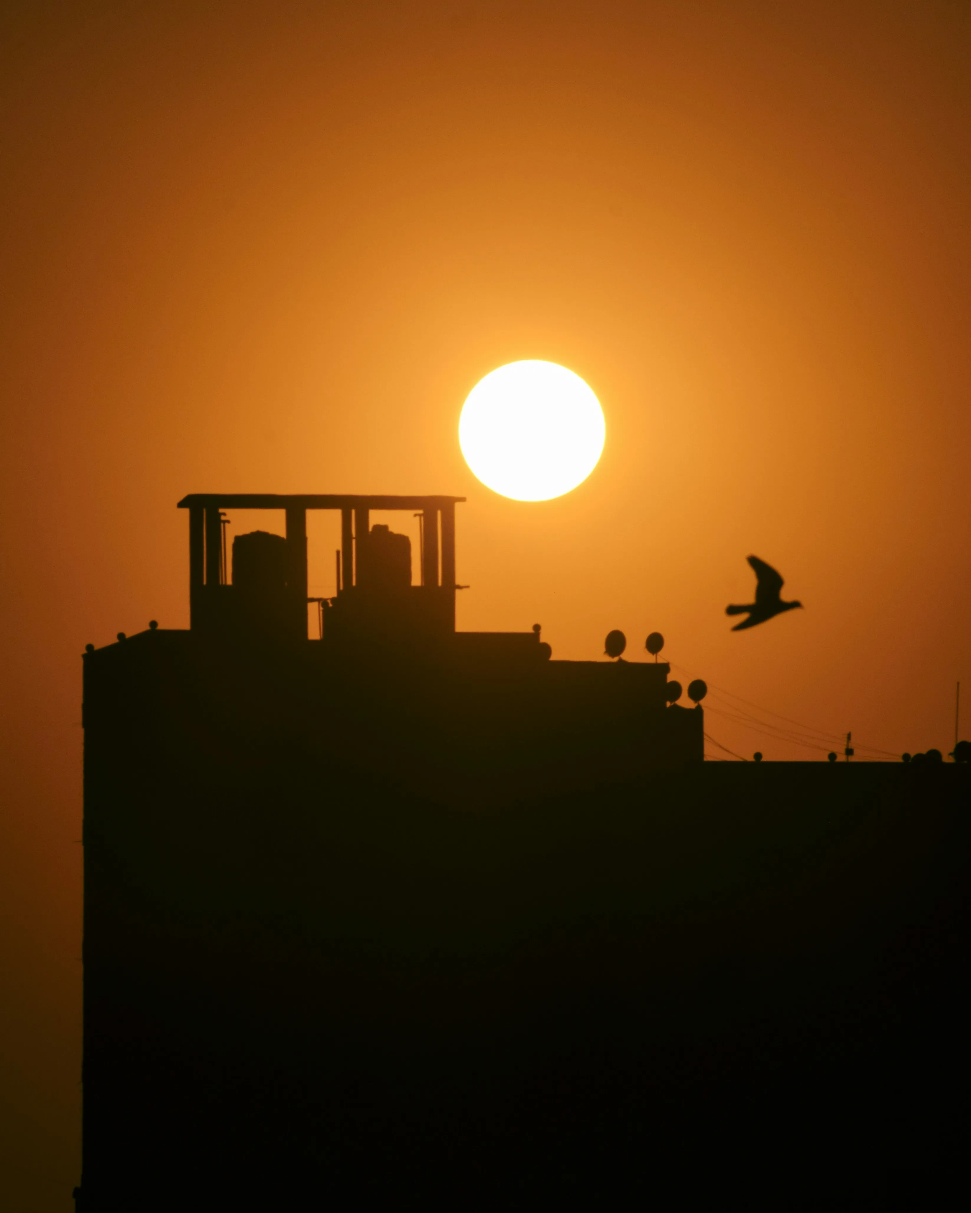 A bird in flight silhouetted against a glowing sunset over rooftops in Samannoud, Egypt
